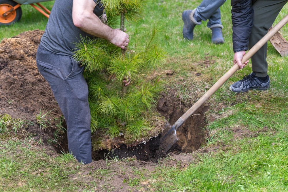 Dwóch ogrodników sadzi młode drzewo w przygotowanym dołku podczas sadzenia drzew